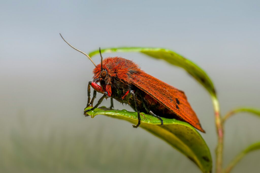 Illustration showing the effect of environmental stress on froghopper habitat