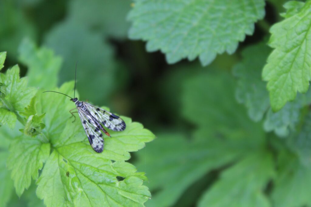 Lacewing insect blending into its natural environment with remarkable camouflage
