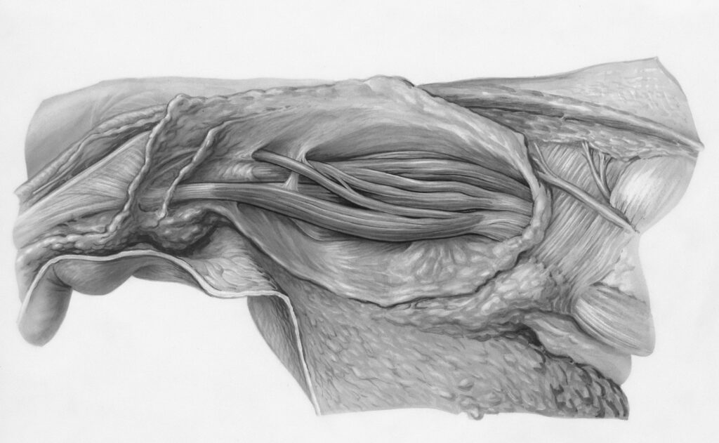 Diagram highlighting the powerful hind legs of a froghopper used for jumping