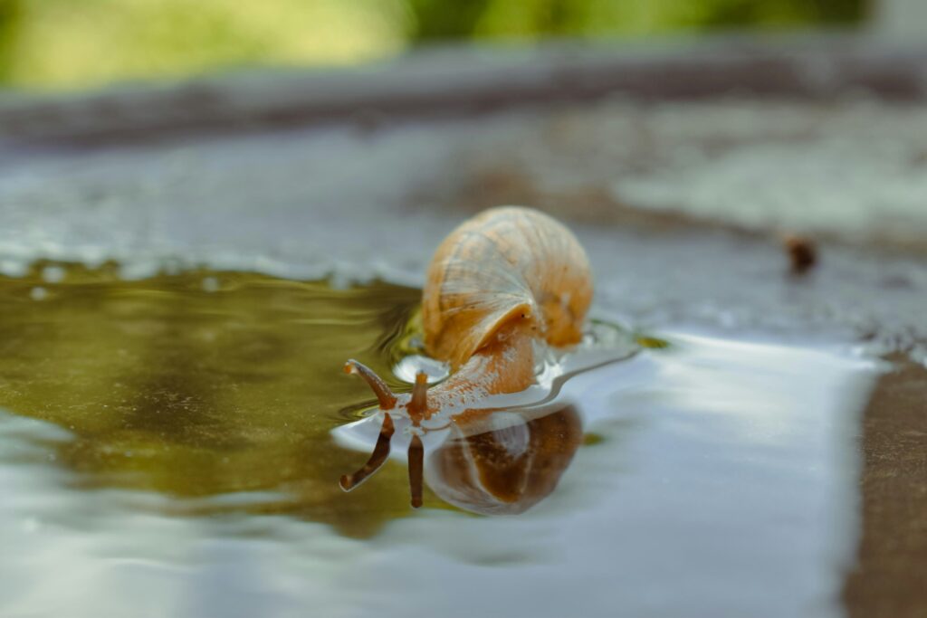  Giant water bug with spread legs sitting near water’s edge