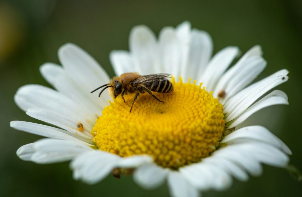 Close-up of a bee being observed or recorded by a citizen scientist in a garden