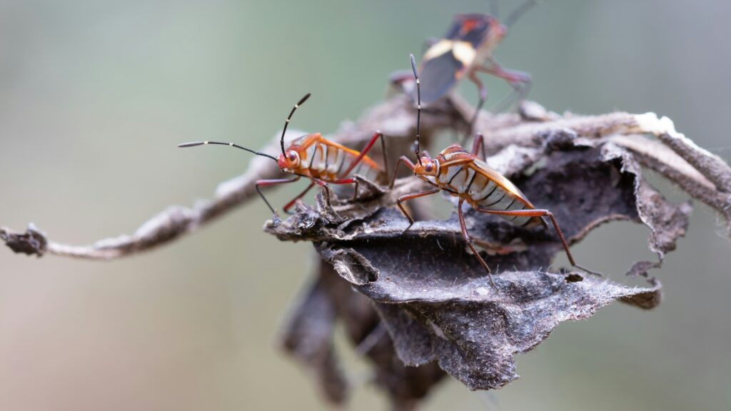 Infographic showing integration of predatory insects into IPM strategy