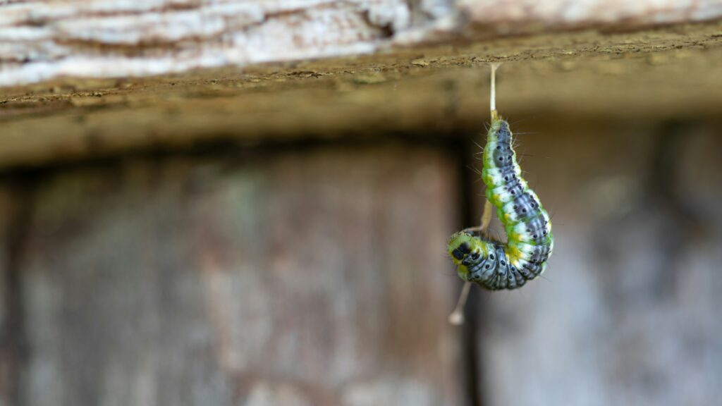 Larva mimicking worm hanging to attract insect prey in mid-air
