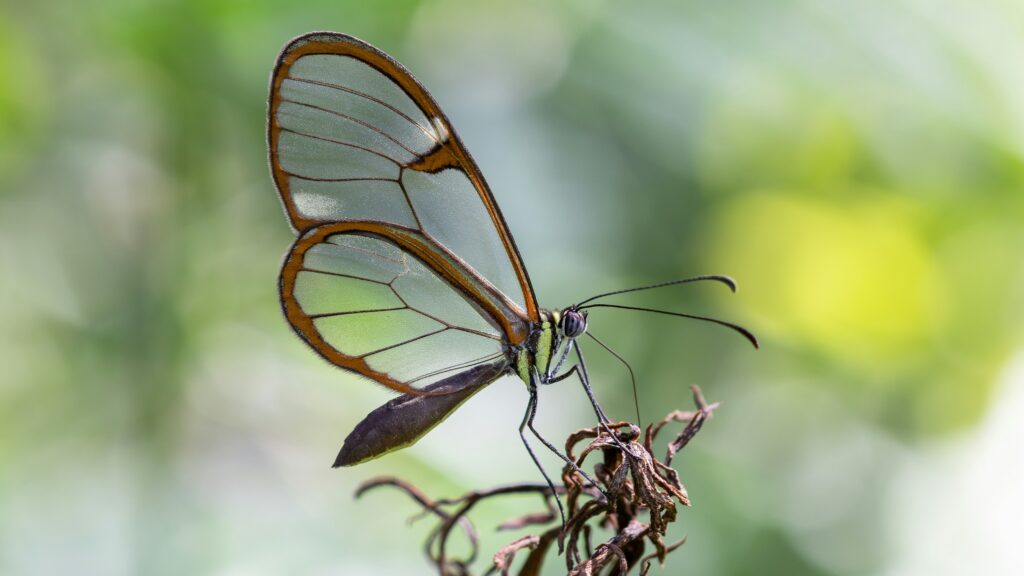 Adult butterfly or moth emerging from its cocoon into the light