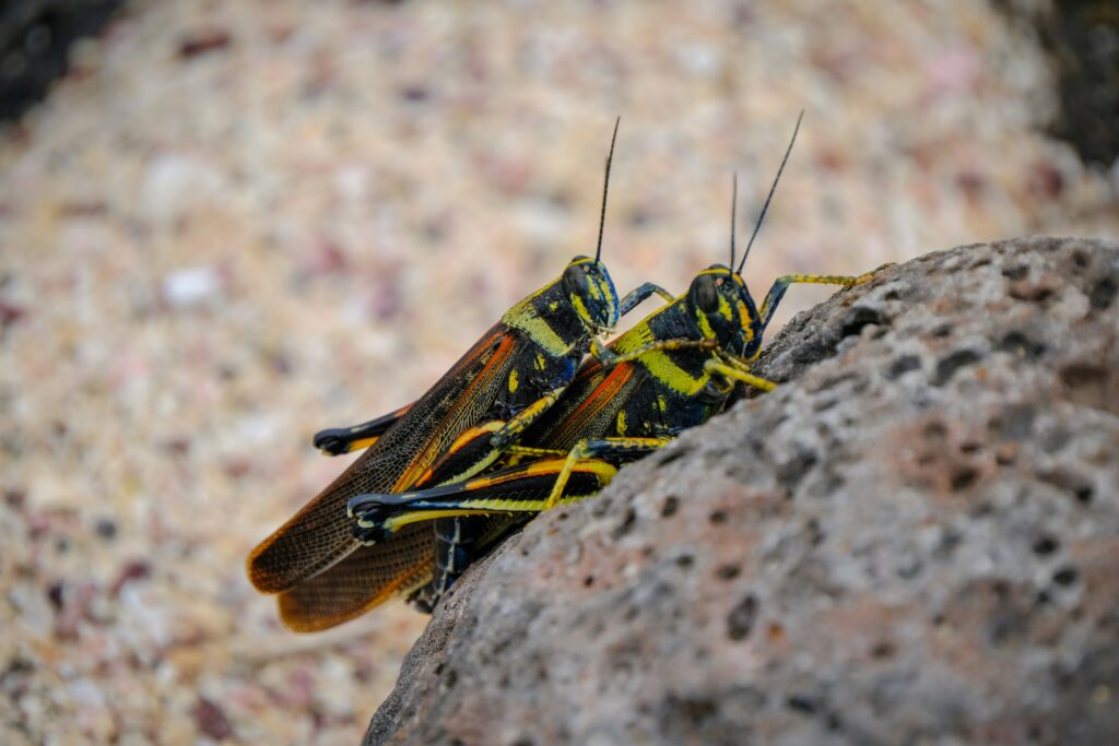 Side-by-side image comparing large female and small male of the same species