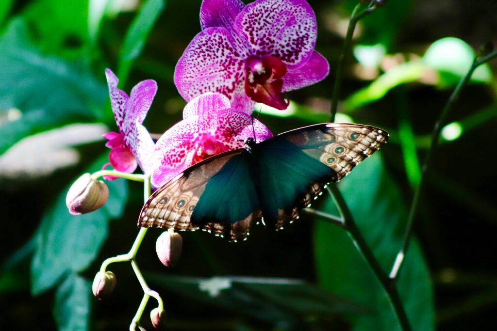 Close-up of orchid mantis perfectly imitating orchid petals