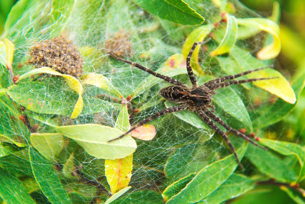 Female trapdoor spider surrounded by spiderlings near burrow entrance