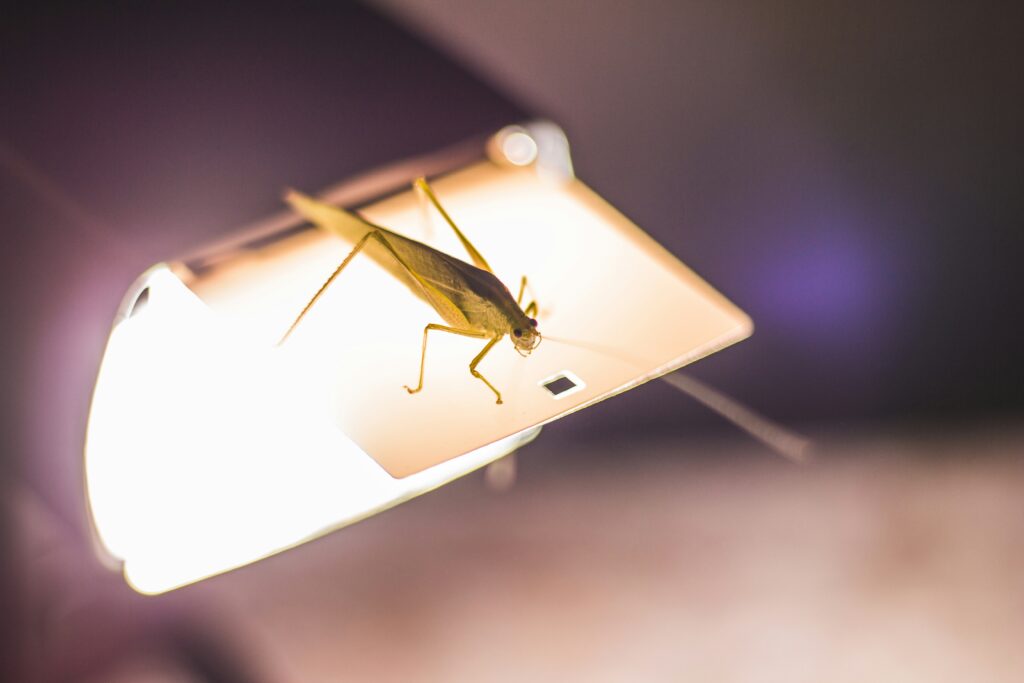 Insects gathering around a bright UV light trap at night