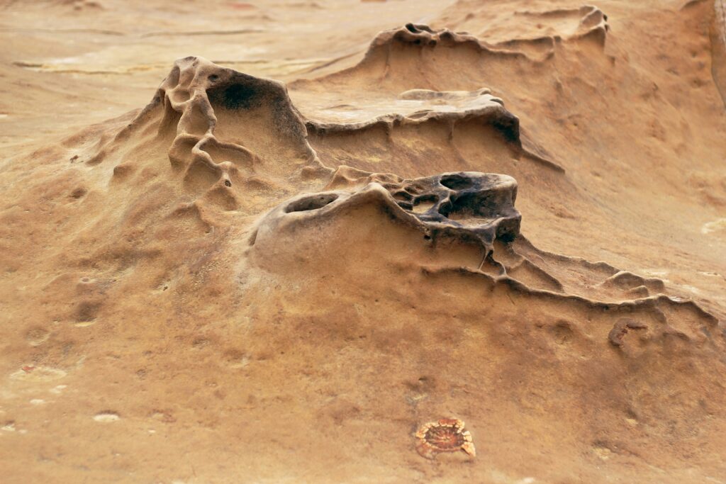 Diagram of airflow and temperature regulation inside a termite mound
