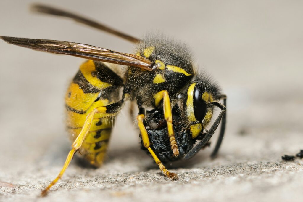 Close-up of a wasp and bee highlighting their stingers