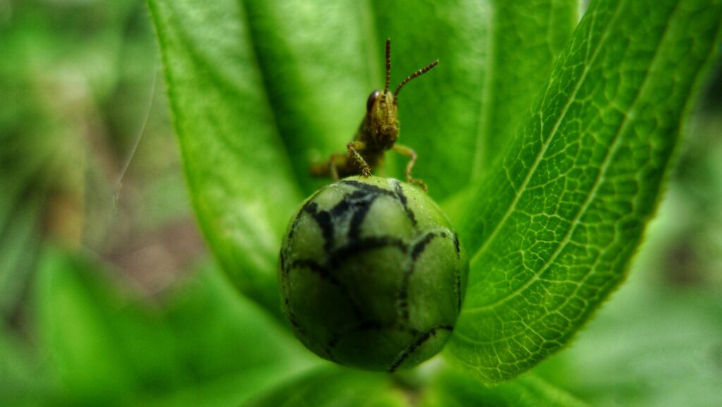 Selective application of pesticide on an infested houseplant