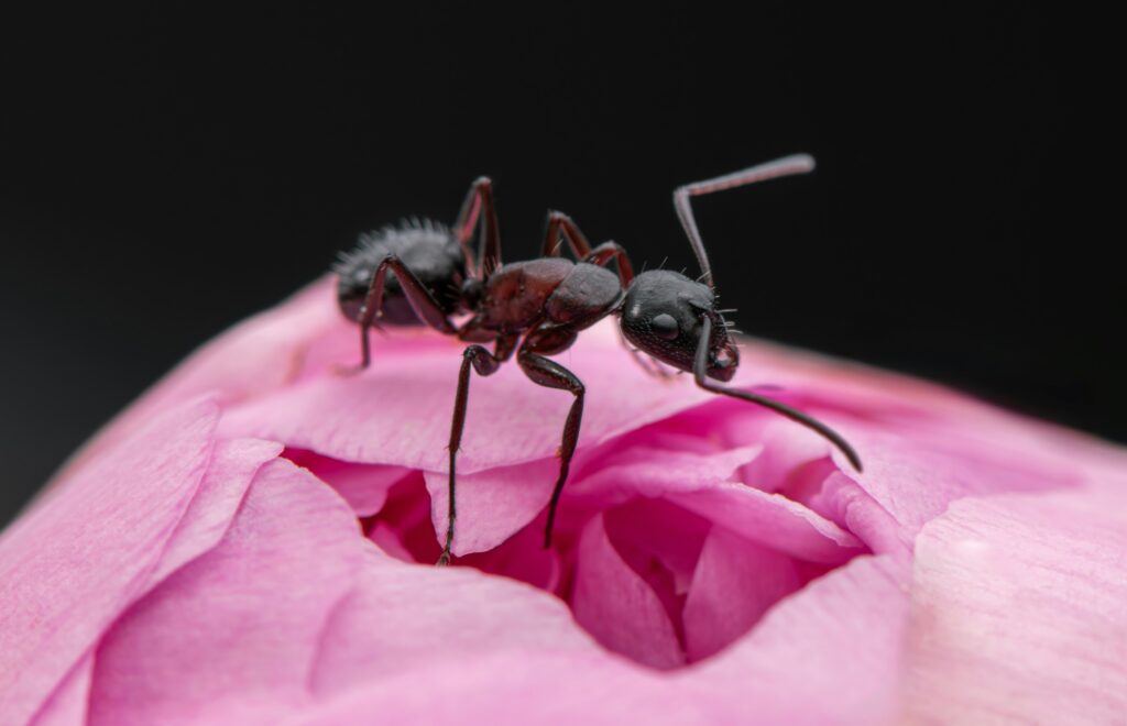 Medical illustration showing affected hand and treatment steps after bullet ant sting