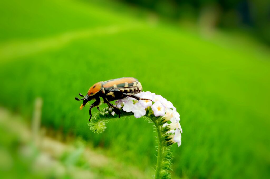 Illustration of insect farms with low emissions and resource use compared to cattle farming