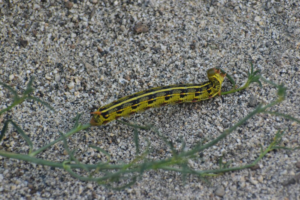 Close-up of water tiger (diving beetle larva) attacking underwater prey