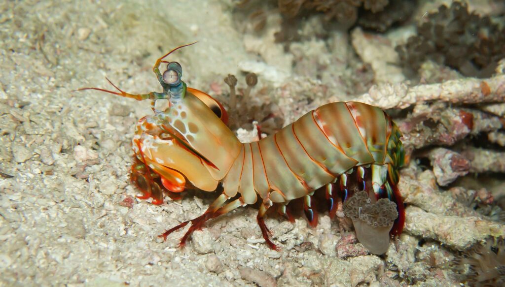 Action shot of mantis shrimp mid-strike, demonstrating record-breaking underwater speed