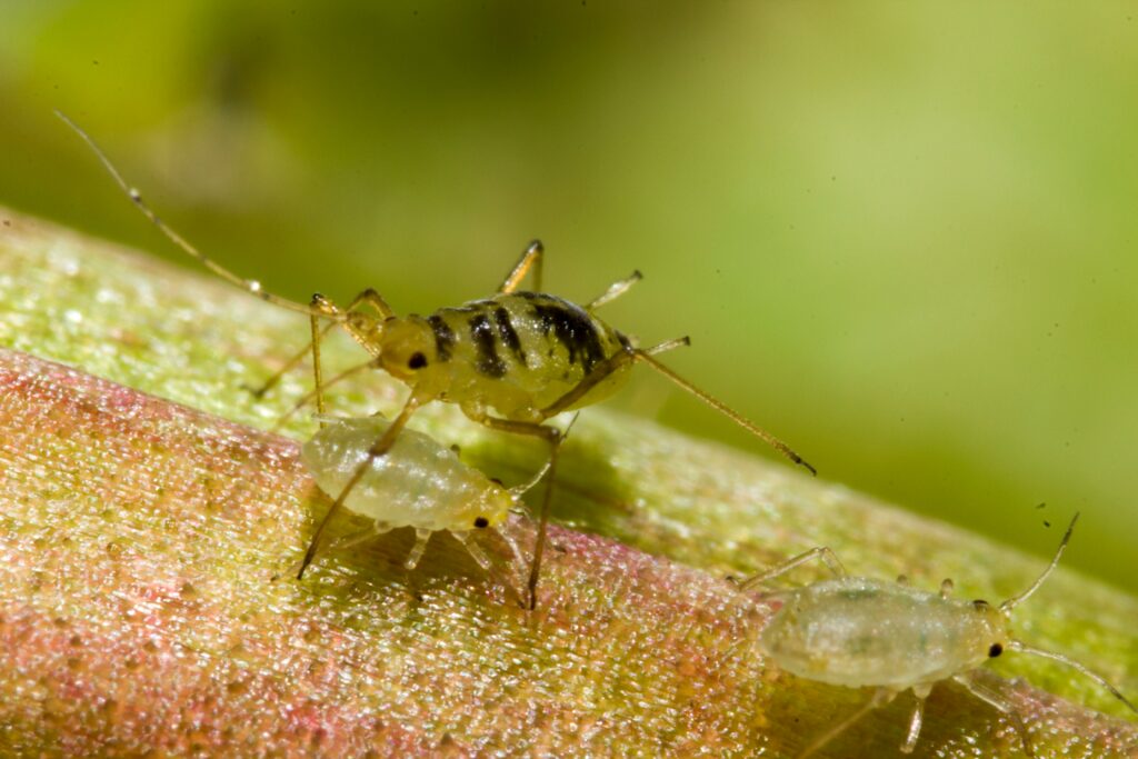 Ants farming aphids on a houseplant stem