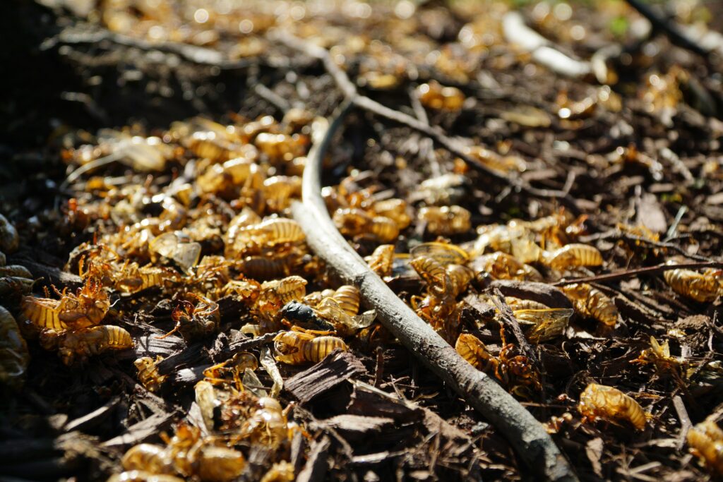 Worker termites tending to and feeding their queen in a chamber