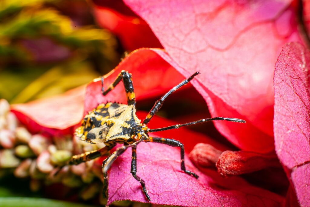 Assassin bug disguised with prey remains, waiting to ambush other insects