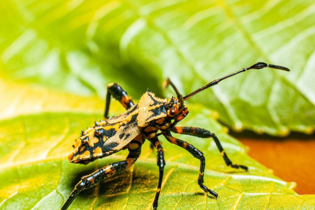 Close-up of an assassin bug camouflaged on a leaf preparing to ambush prey
