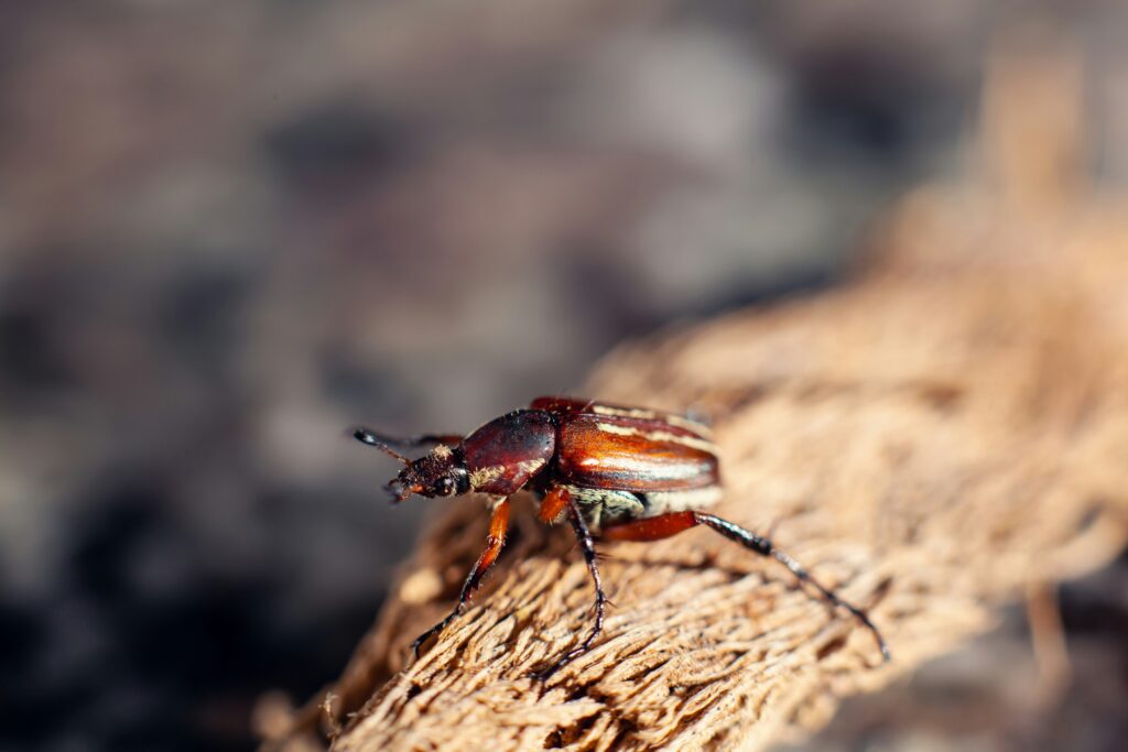 Assassin bug hiding in foliage waiting to strike passing prey