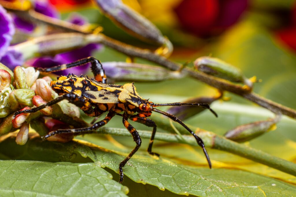 Collage or graph showing dramatic insect population declines worldwide