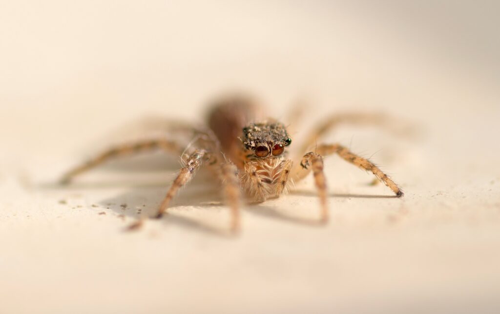 Conceptual image showing brain areas activated by irrational spider fear