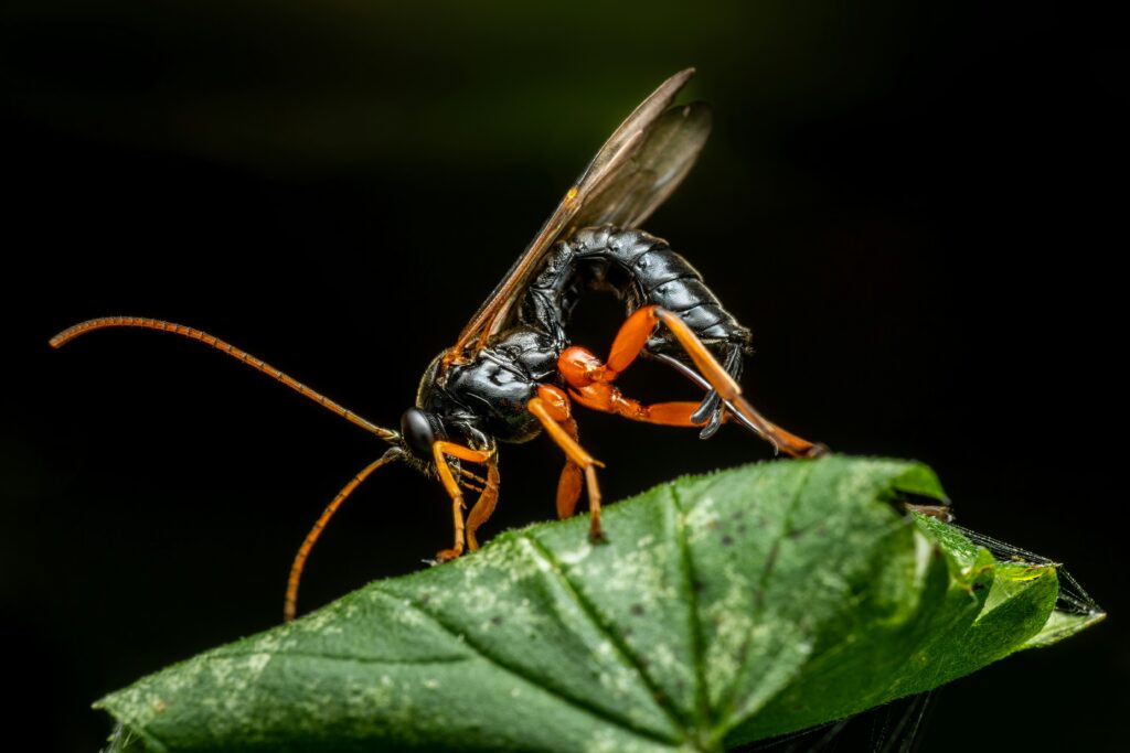 Diagram showing chemical mimicry between mimic insect and ant colony