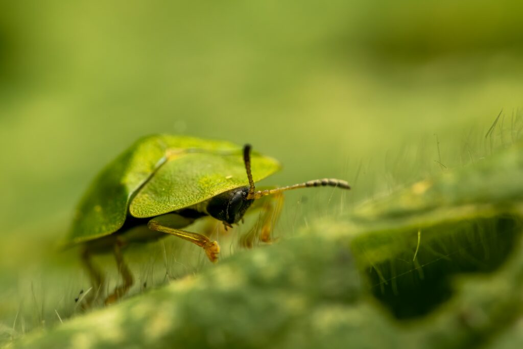 Treehopper using legs to send vibrational signals on a plant stem