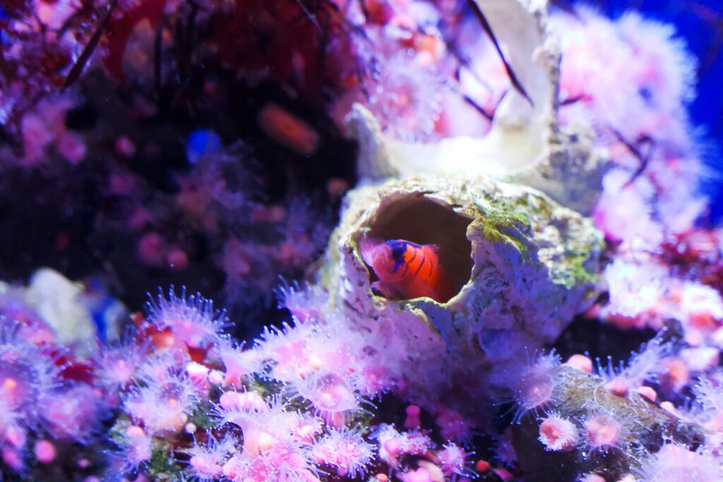 Mantis shrimp in coral reef facing environmental stress and threats
