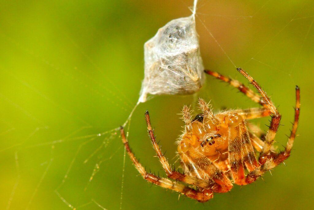 Spider catching a fly in its web, contributing to natural pest control