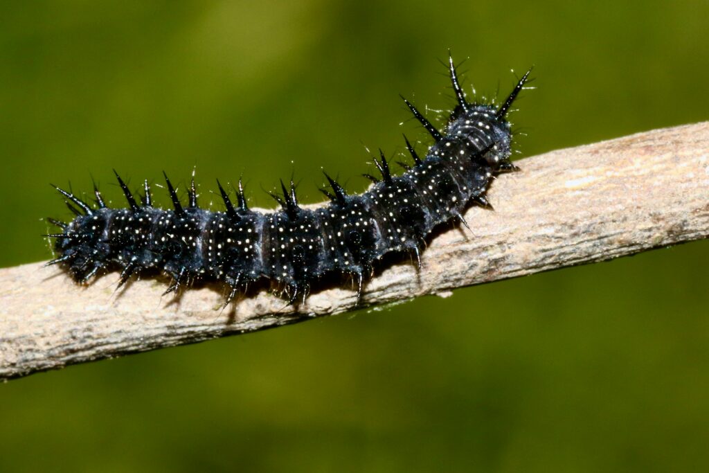 Caterpillar beginning to spin its cocoon in preparation for metamorphosis