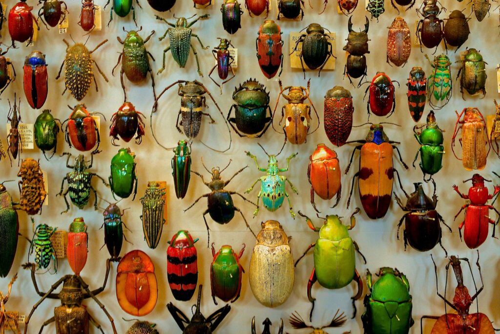 World map showing expanded insect ranges due to climate change