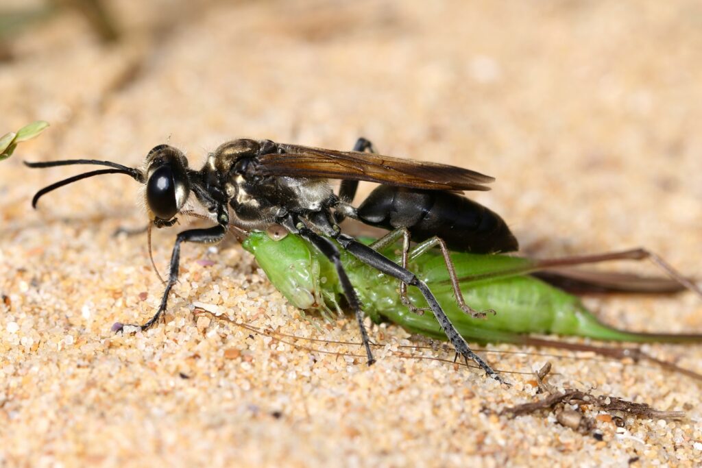 Conceptual sketch of a male insect approaching death intentionally for mating benefit