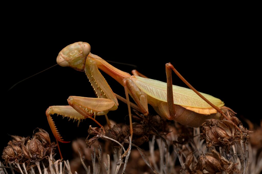 Green praying mantis poised to strike on a plant stem