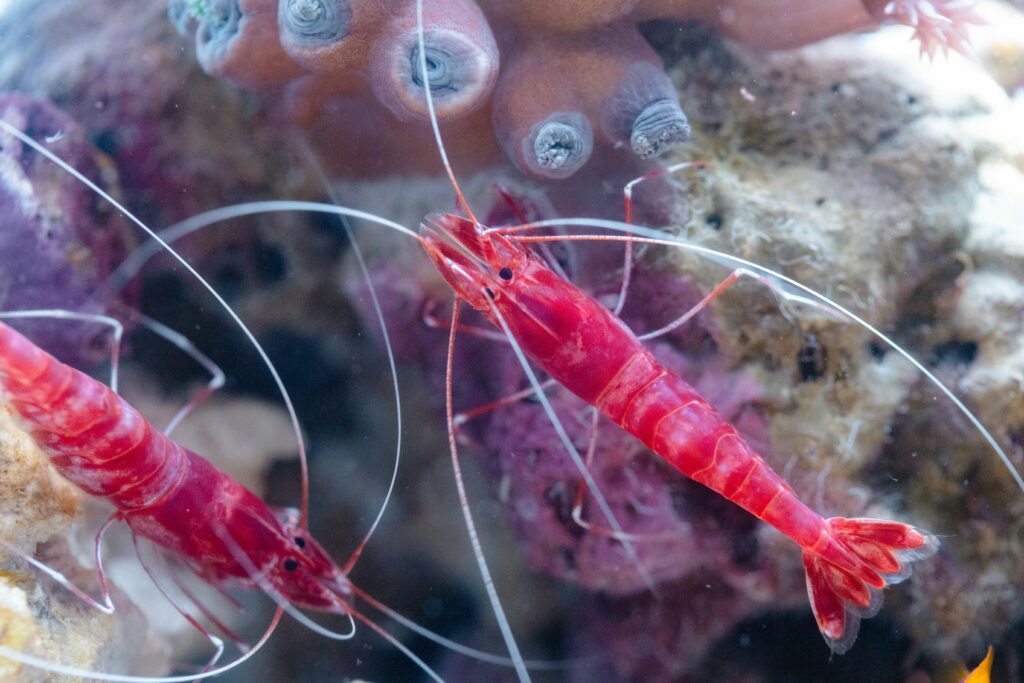 Infographic showing how mantis shrimp biology inspires human technology and materials science