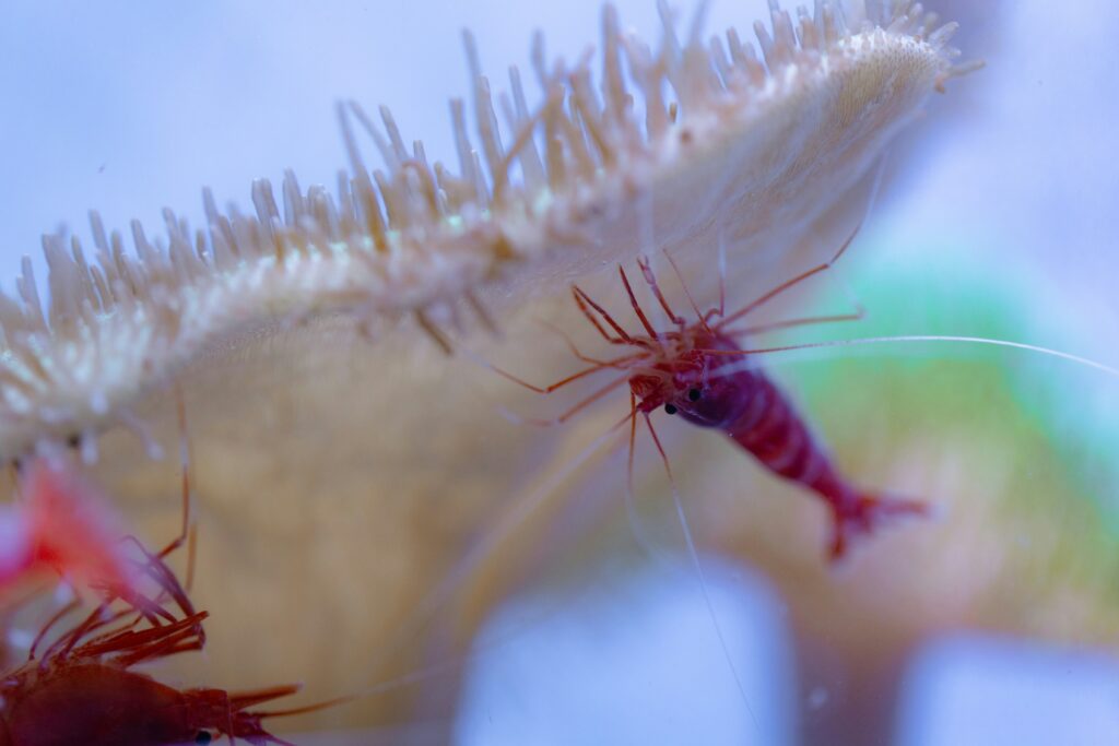 Mantis shrimp evolution timeline highlighting its powerful strike development