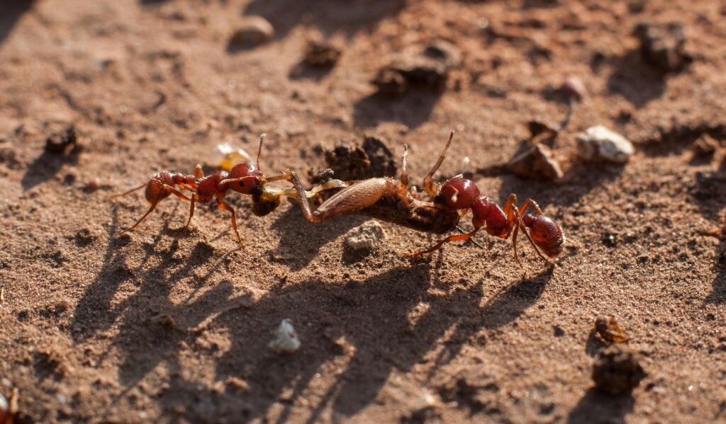 Ants working together to carry food and build tunnels