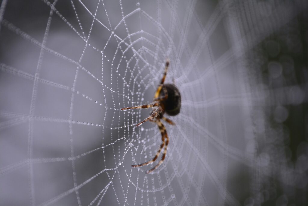 Orb weaver spider centered in its intricately spun web