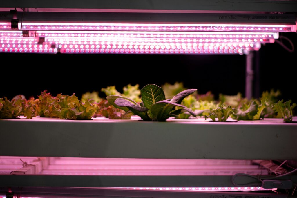 LED light above a bioactive enclosure illuminating plants and insects