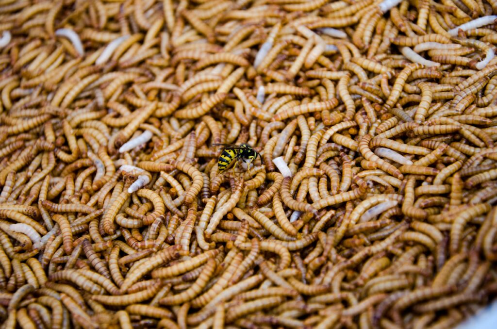 Chickens and fish eating insect-based feed as an alternative to traditional grain or fishmeal