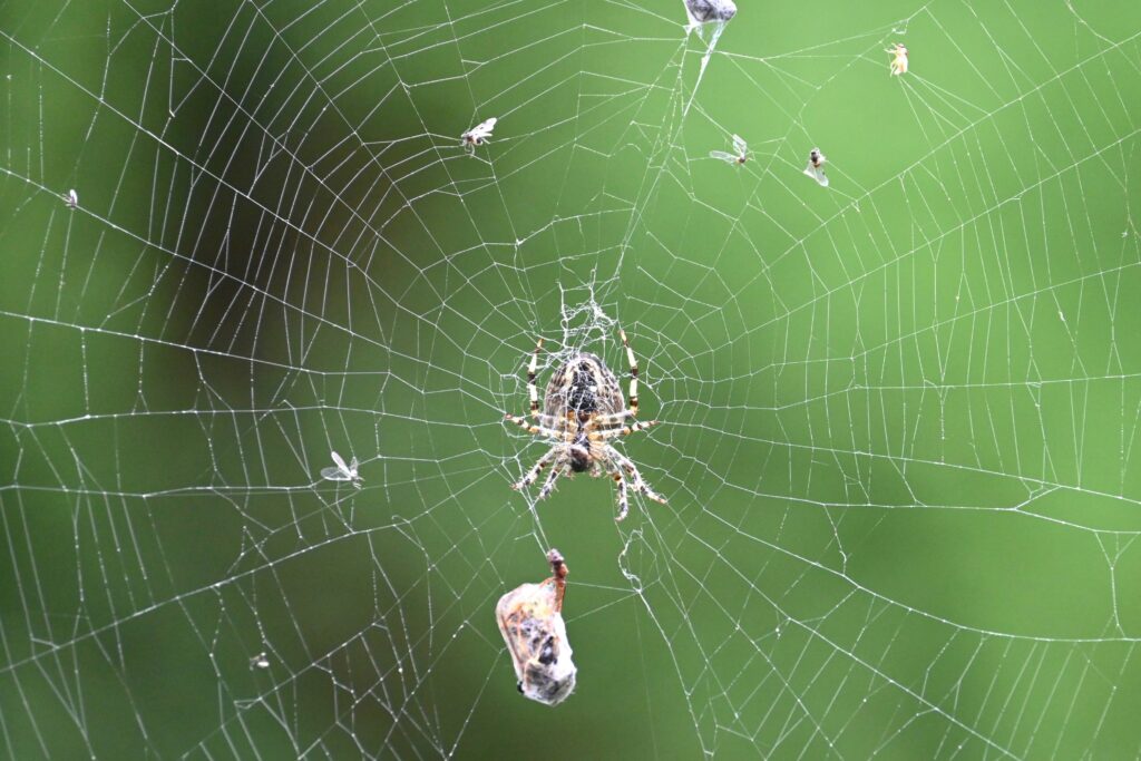 Spider in its web capturing a flying insect for food