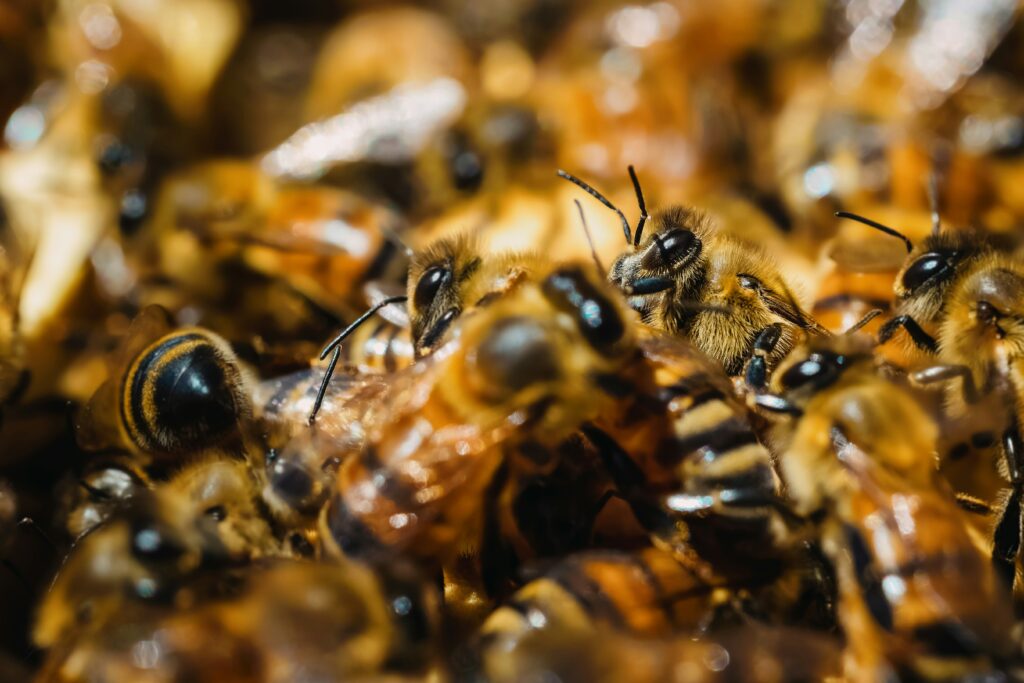Split image of disgusted vs intrigued person trying bug-based snacks