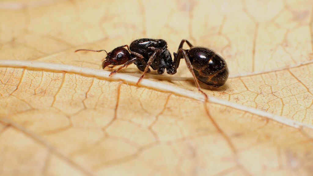 Chart comparing termite queen lifespan with those of ants, bees, and beetles