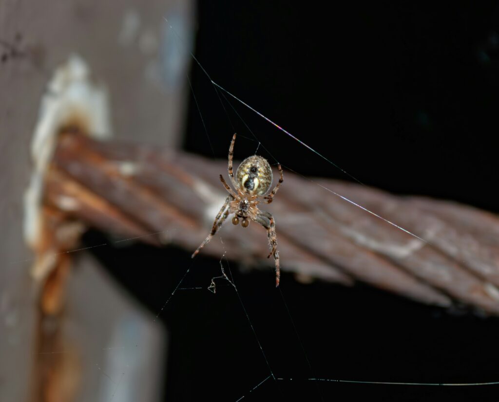 non venomous spider that glows under uv light