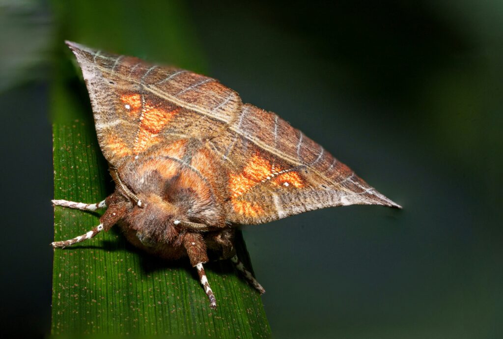 Light trap attracting moths at night with observer recording findings