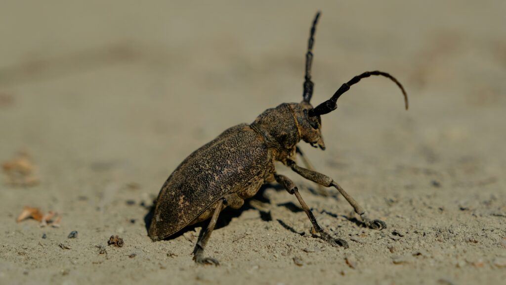 A beetle or ant navigating hot sand dunes in a desert landscape