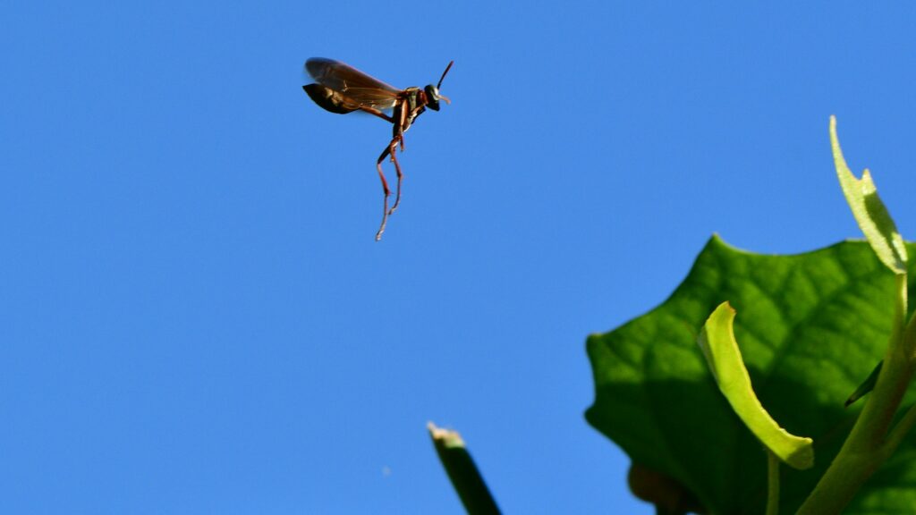 High-speed footage of a beetle flying or jumping in slow motion