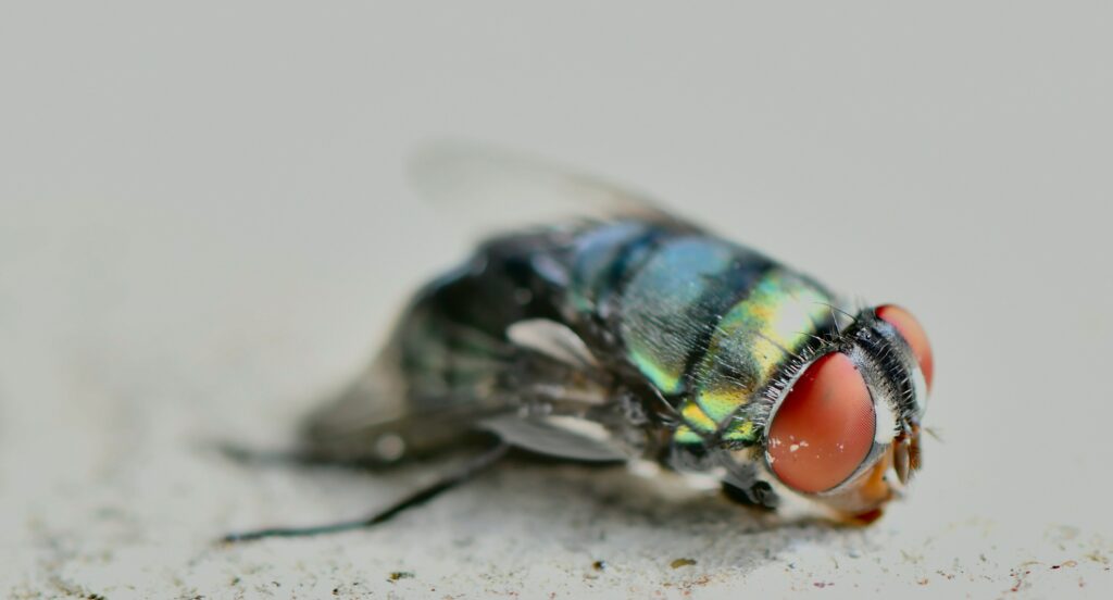 Visual showing sparse neural activation in an insect brain scan