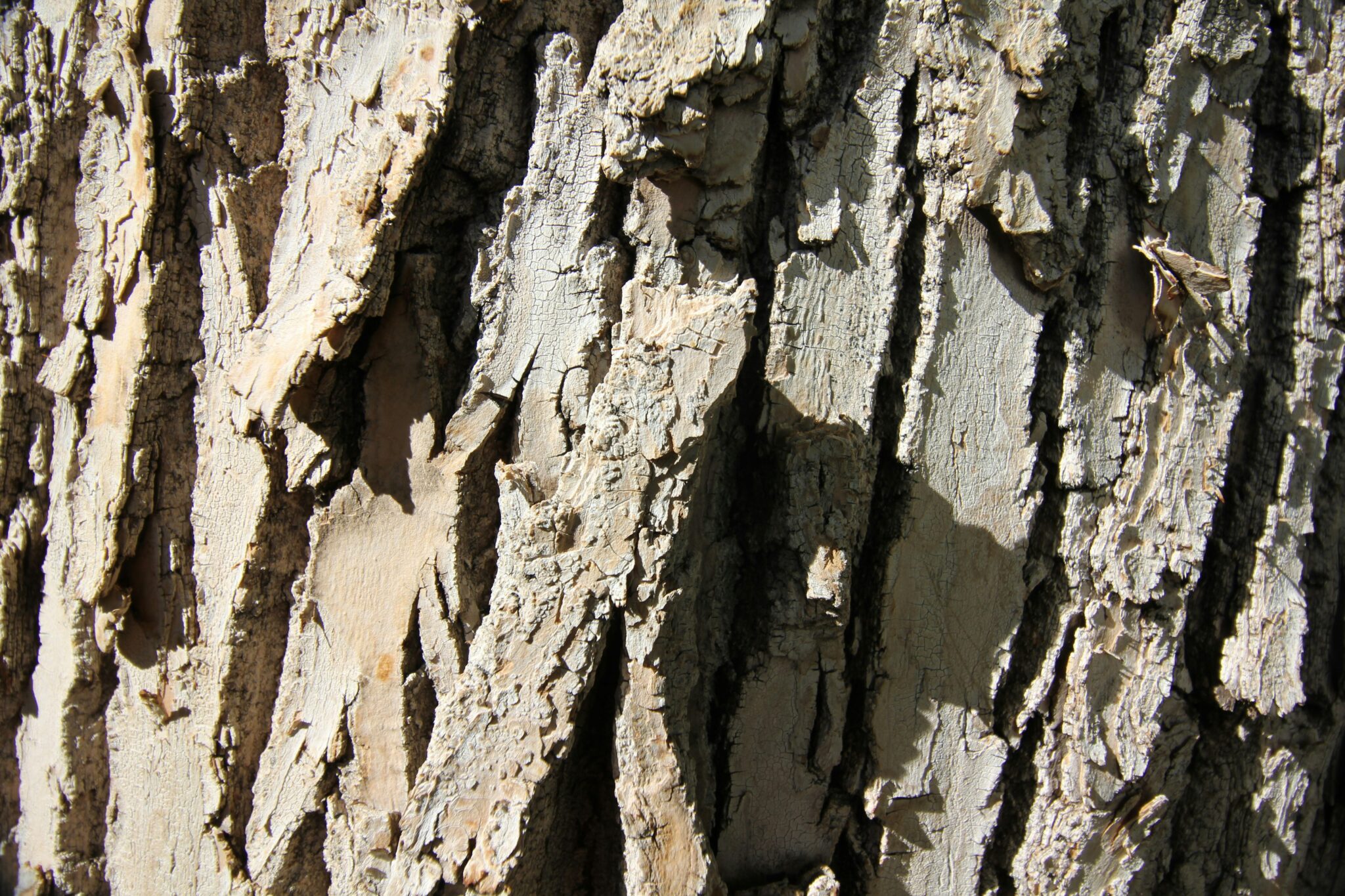 Why Some Termites Build Mounds That Act as Natural Air Conditioners ...