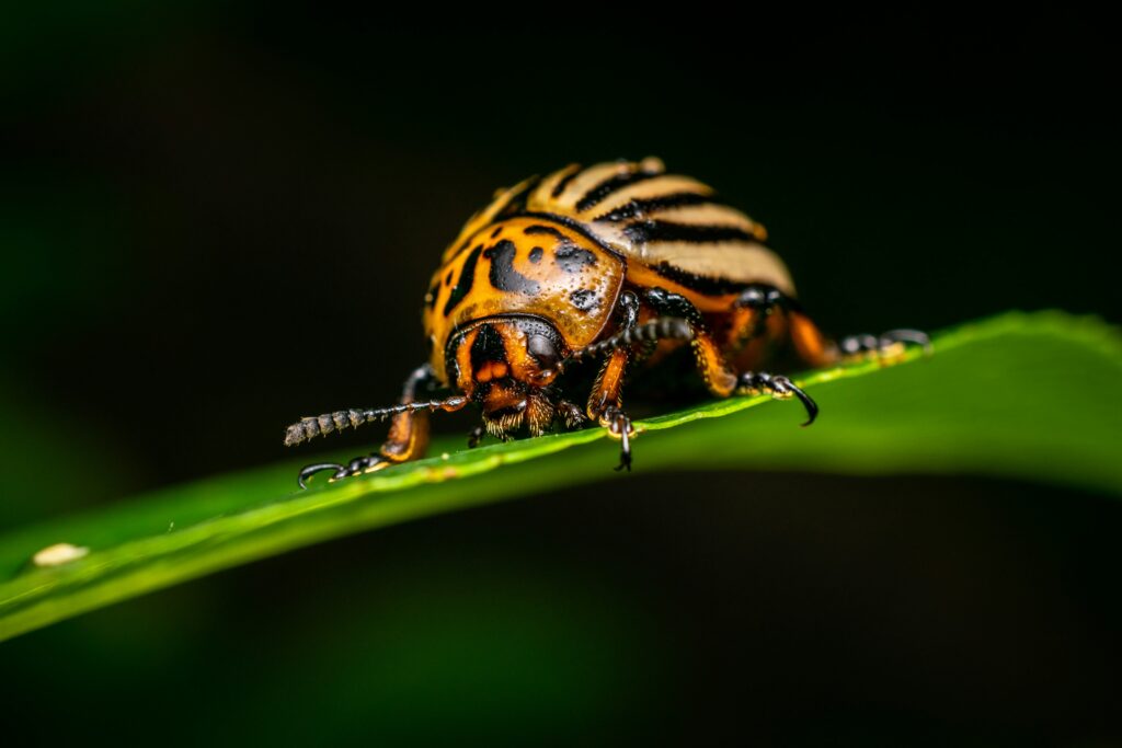 Tiger beetle sprinting across ground in pursuit of prey